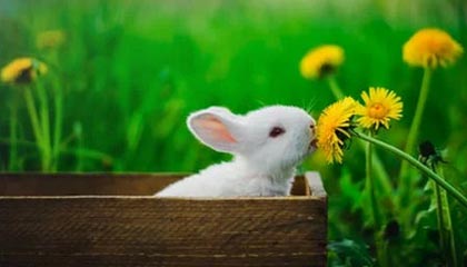 开云体育app安全下载-德国女子55公斤级举重选手在决赛中获得第六名，为妻子夺冠的德国举重选手